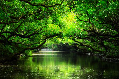 【迷你亞馬遜】四草綠色隧道+十鼓文化園區一日