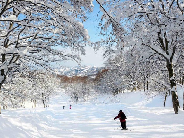 上越國際 JOETSU KOKUSAI
